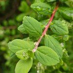 Spiraea betulifolia Hoja