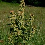Rumex aquitanicus Libunga
