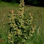 Rumex aquitanicus Elinympäristö