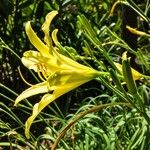 Hemerocallis citrina Цветок