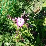 Phlox paniculataFlor