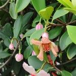 Clusia orthoneura Flor