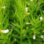 Gratiola officinalis Fulla