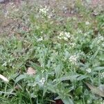 Capsella bursa-pastoris Habit