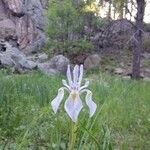 Iris missouriensis Çiçek