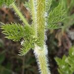 Daucus muricatus Bark