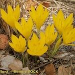 Sternbergia sicula आदत