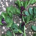 Vicia serratifolia Fleur