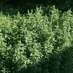 Amaranthus powellii Folha