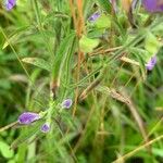 Scutellaria integrifolia Лист