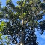 Corymbia citriodora Plante entière