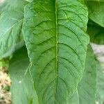 Nicotiana tabacum Folio