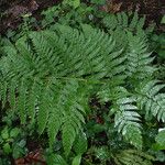 Dryopteris pentheri Blatt
