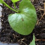 Ophioglossum reticulatum Leaf