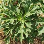 Tithonia diversifolia Foglia