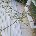 Sonchus oleraceus Flower