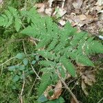 Gymnocarpium dryopteris Folha