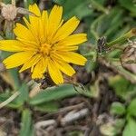 Hieracium gouanii Blatt