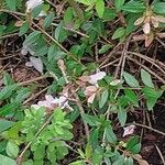 Abelia schumannii 花