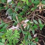 Abelia schumannii Цвят