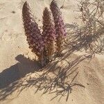 Cistanche violacea Flower