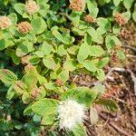 Spiraea betulifolia 整株植物