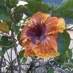 Hibiscus ovalifolius Квітка