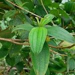 Melastoma malabathricum Leaf