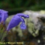 Dracocephalum ruyschiana 花