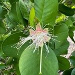 Sonneratia alba Flower