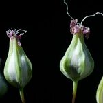 Vaccaria hispanica その他の提案