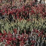 Anabasis articulata Flower