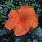 Hibiscus rosa-sinensisBloem