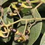 Nectandra villosa Плод