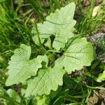 Lunaria annuaFolio