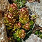 Sedum alpestre Blad