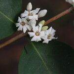 Tricalysia longituba Flor