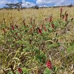 Indigofera schimperi 整株植物