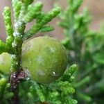 Juniperus phoenicea Meyve