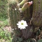 Leucostele terscheckii Cvet