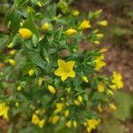 Ixanthus viscosus Flor