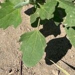 Chenopodium berlandieri Foglia