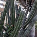 Pachycereus pecten-aboriginum Hábito