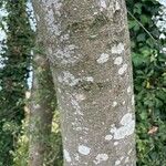 Alnus incana Escorça