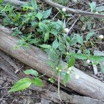 Alternanthera philoxeroides Flor