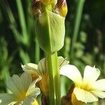 Sisyrinchium striatum Bark