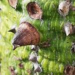 Ceiba speciosa Bark