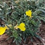 Ajuga chamaepitysBlad