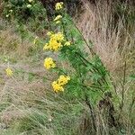 Tanacetum vulgare Habit