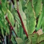 Oenothera rosea Bark